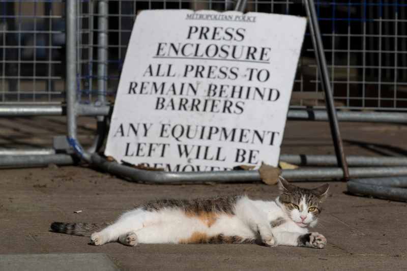 Illustration for article titled A Question About Brexit: Does 10 Downing Street Get to Keep Larry the Cat?Â